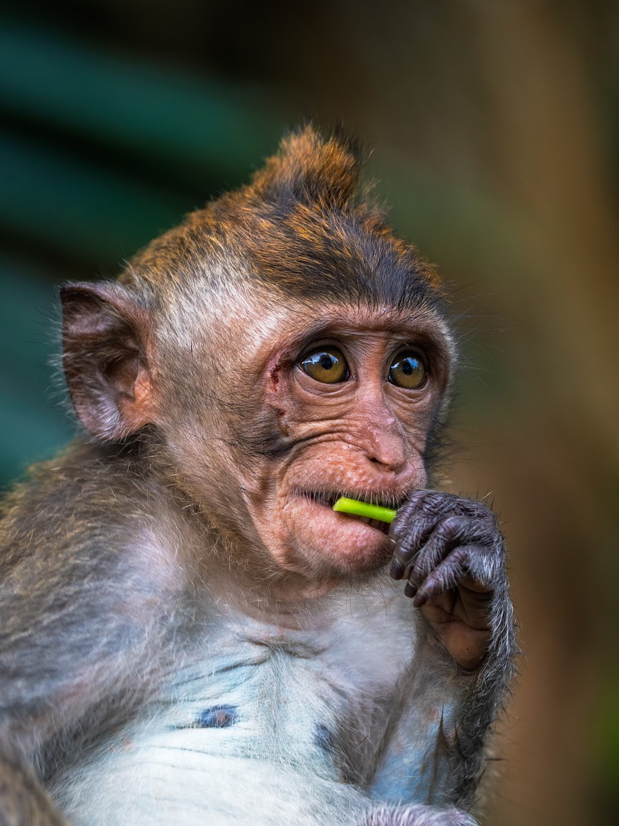 Macaco che mangia una foglia